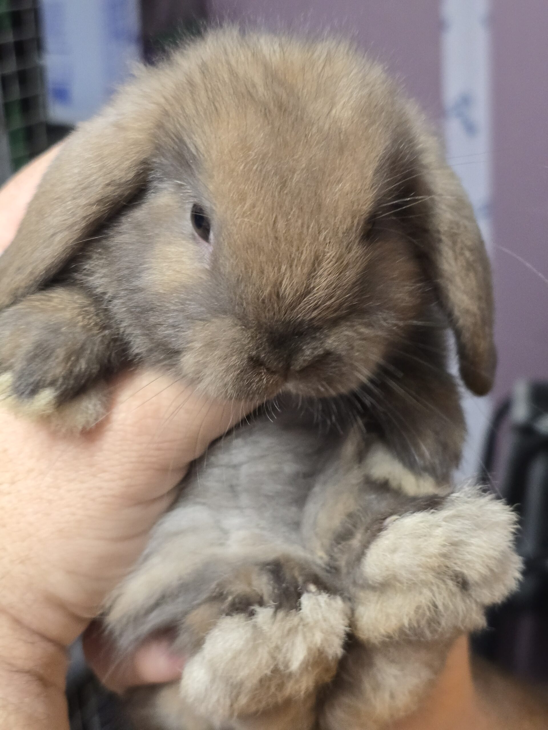 Mid Florida Buns & Blooms / Inverness, FL / March 8, 2025