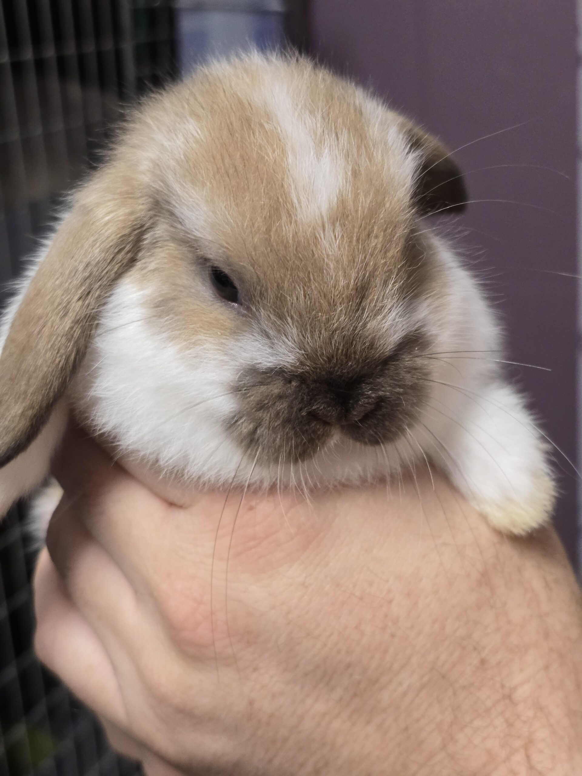 CFRBA Show / DeLand, FL / June 7, 2025