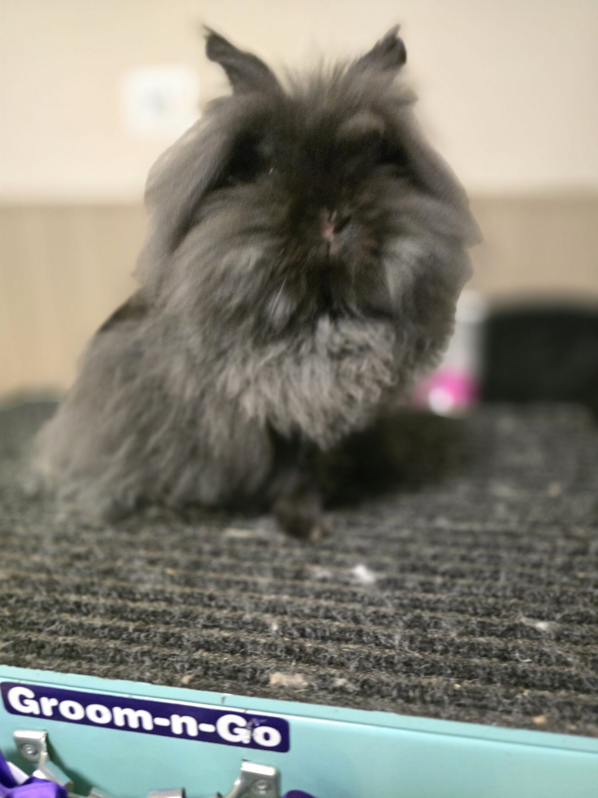 Mid Florida Red, White & Bunny / Inverness, FL / July 12, 2025