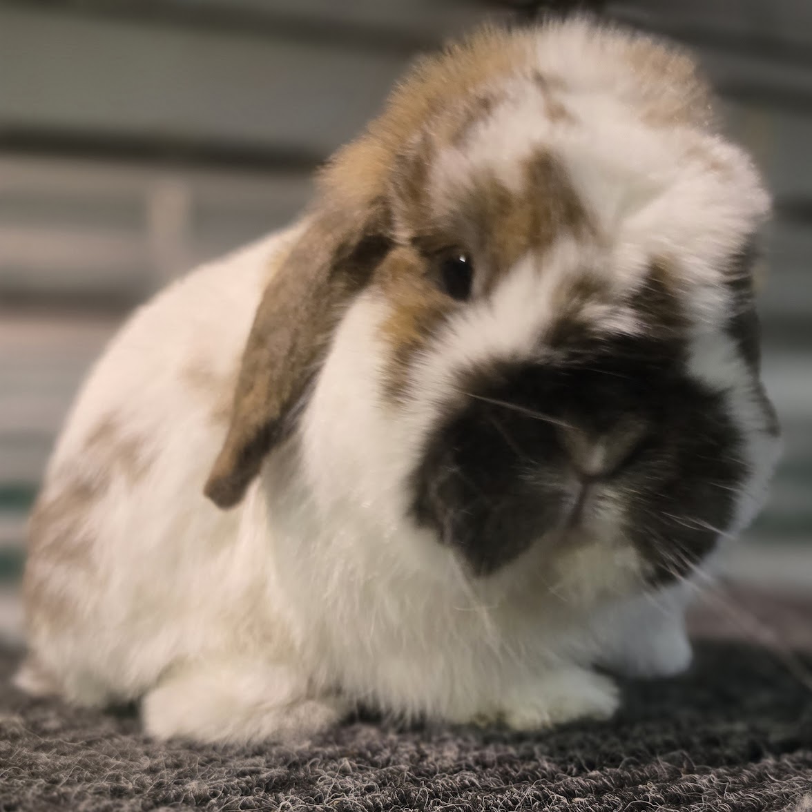 FSRCBA Back to School Bash Youth Benefit Show / Inverness, FL / August 2, 2025