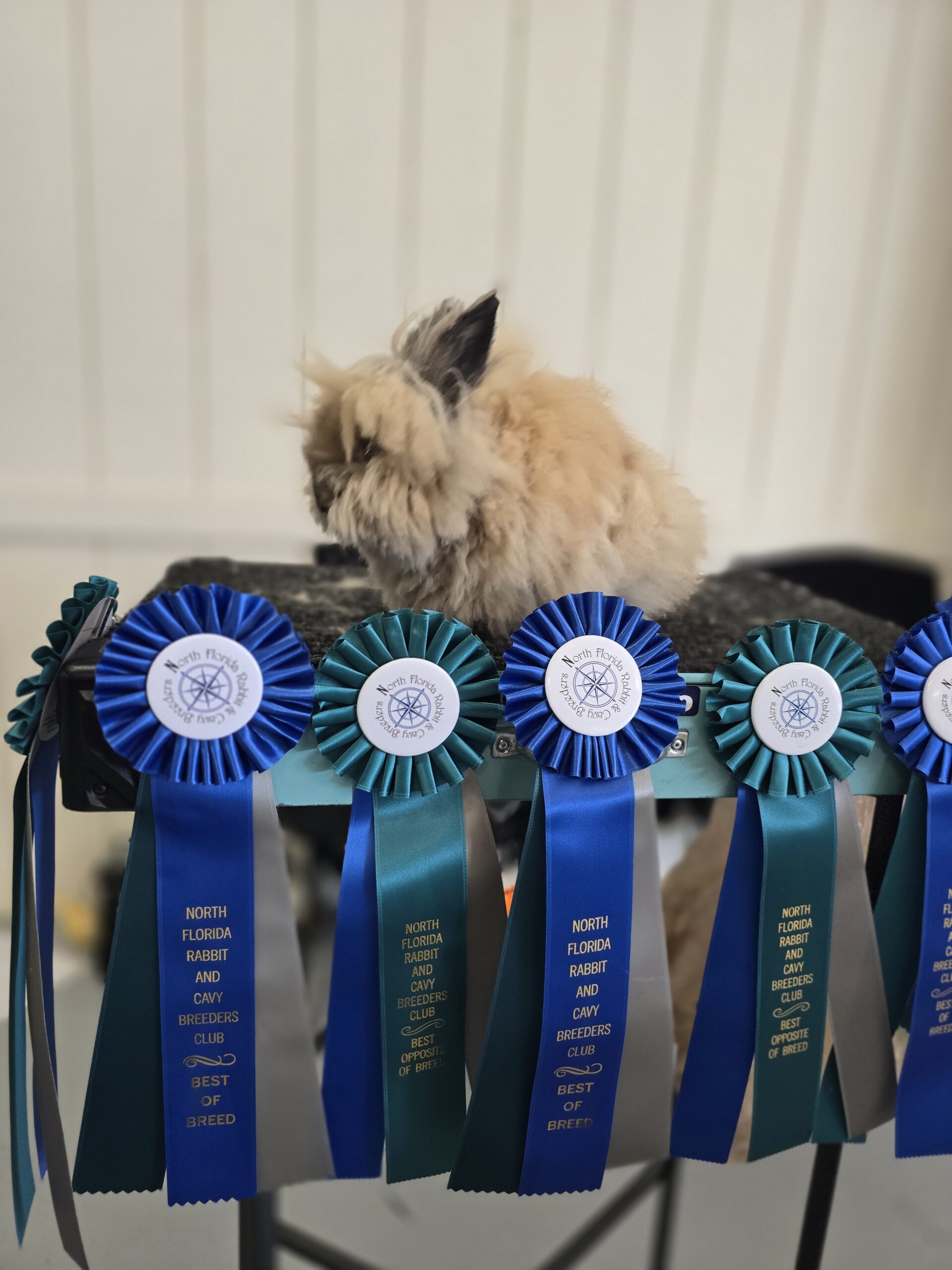 North Florida RBA Fall Show / Green Cove Springs, FL / August 29-30, 2025