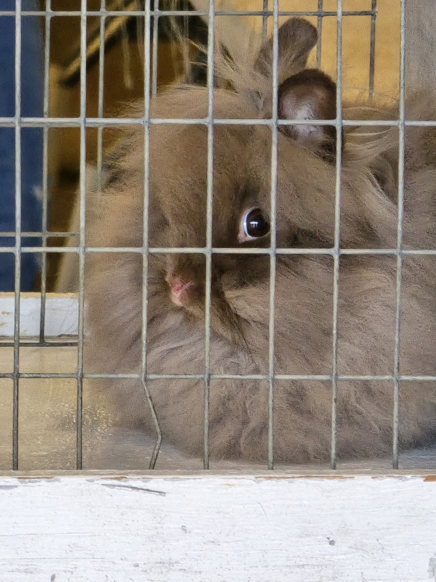 CSRBA Show / Dover, FL / May 4, 2024