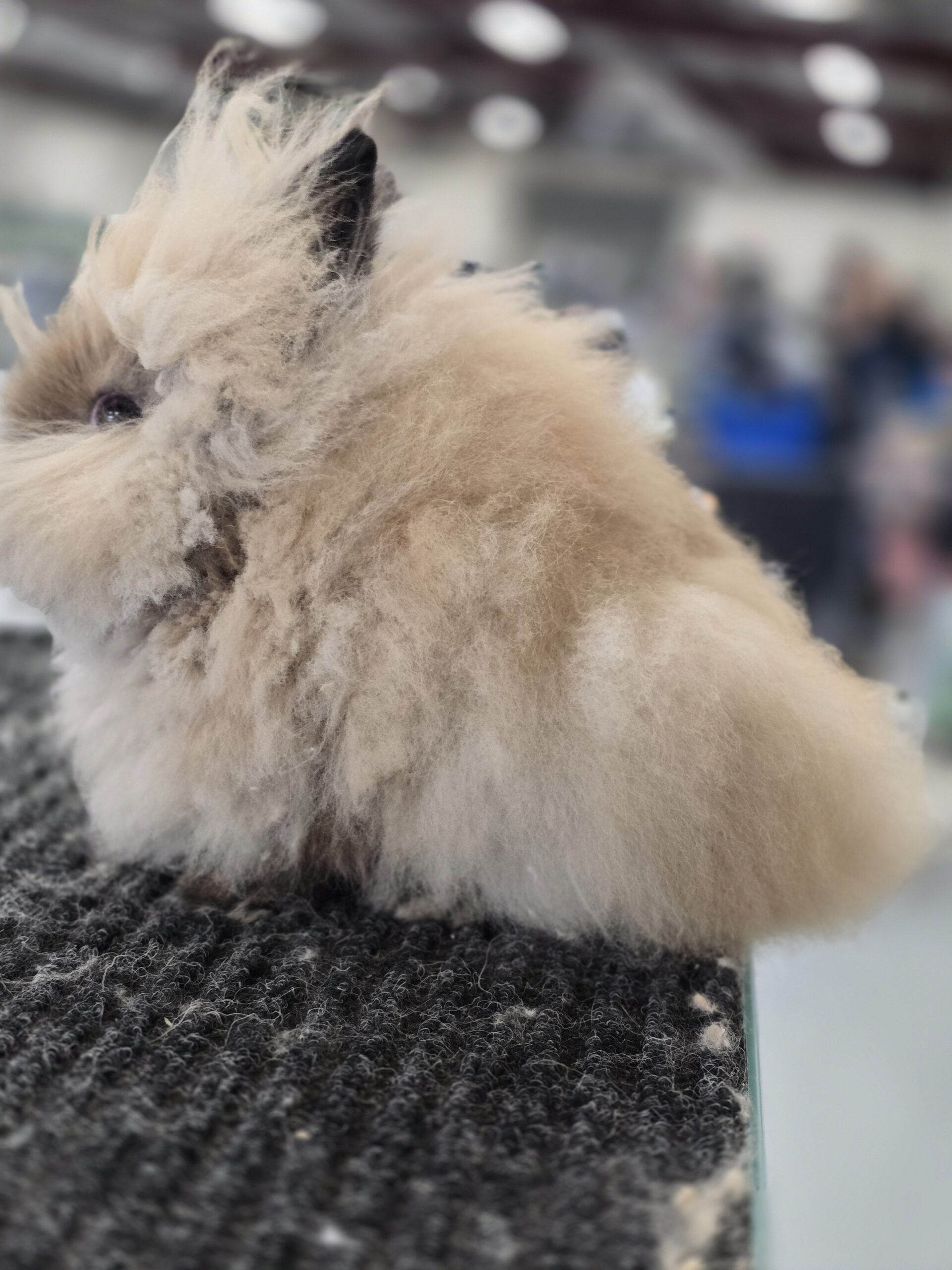 North Florida RBA Bunny Bowl / Green Cove Springs, FL / January 31-February 1, 2025