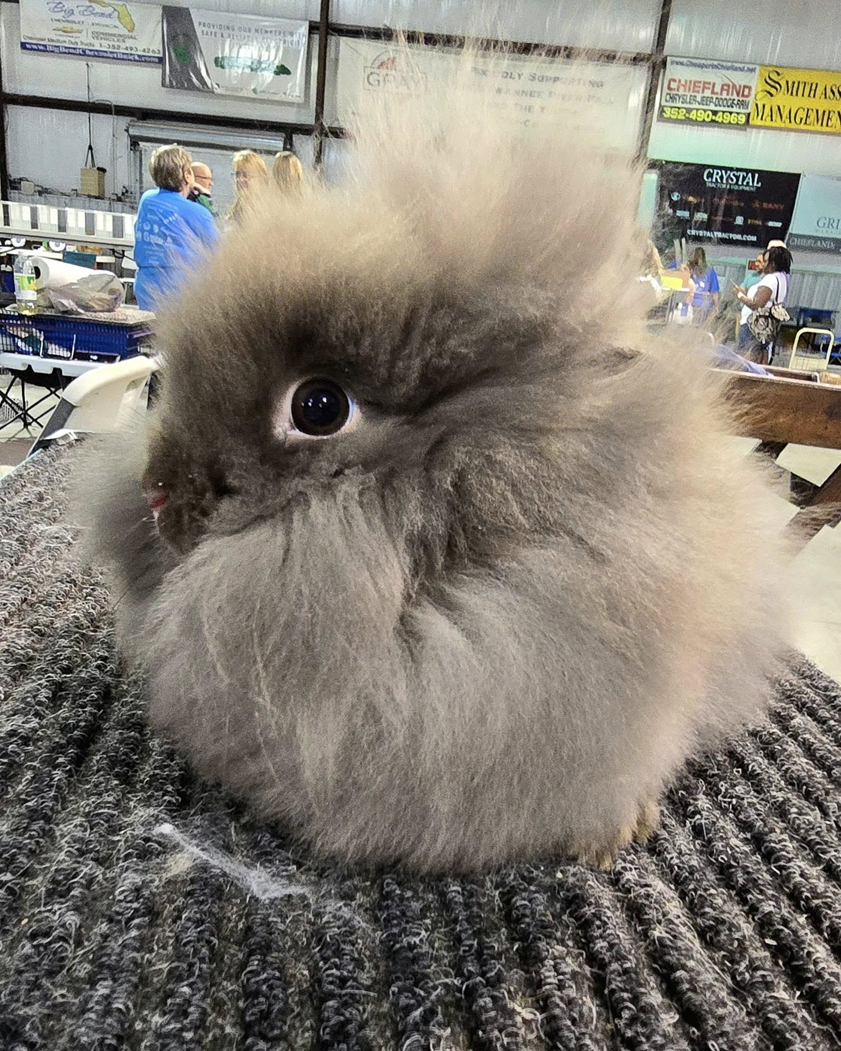 Southland Rabbit Club Show / Fanning Springs, FL / April 20, 2024